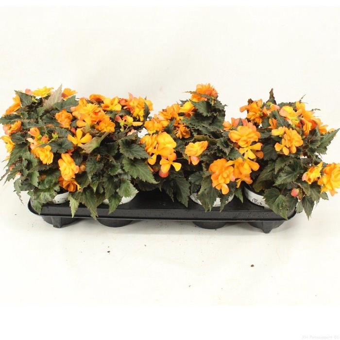 <h4>Begonia Iconia Bacio Orange</h4>