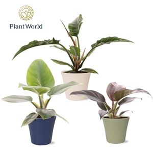 Philodendron mix in pot Coco collectie Top Bend