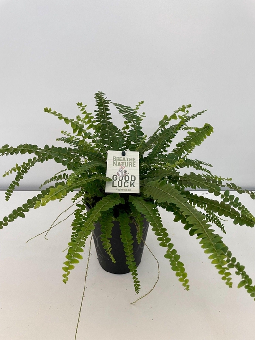 <h4>Nephrolepis Duffy HP14 met decoratie pot</h4>