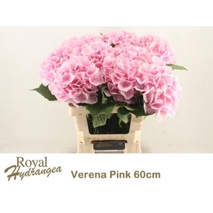 HYDR M CH VERENA