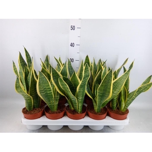 Sansevieria trifa. 'Futura Superba'