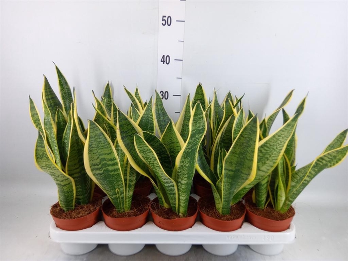 <h4>Sansevieria trifa. 'Futura Superba'</h4>