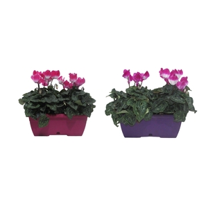 Cyclaam Fusion gemengd in duobak