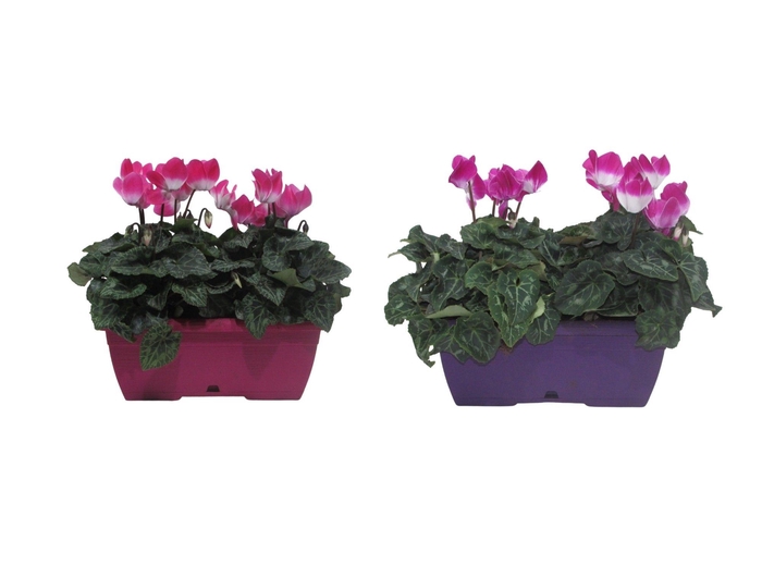 <h4>Cyclaam Fusion gemengd in duobak</h4>