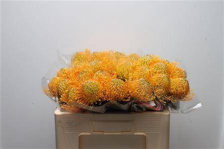 <h4>Leuco Catherina</h4>