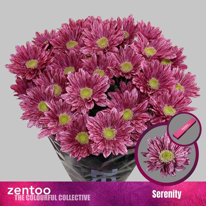 <h4>CHRYSANTHEMUM TR 'SERENITY'</h4>