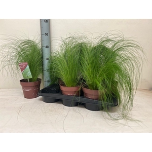 STIP TENUIFOLIA