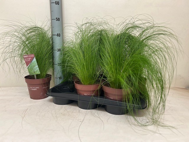 <h4>STIP TENUIFOLIA</h4>