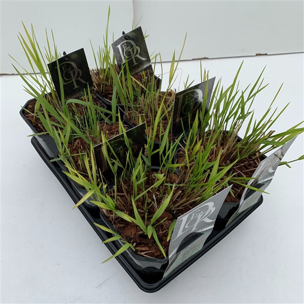 <h4>Panicum mix in tray</h4>