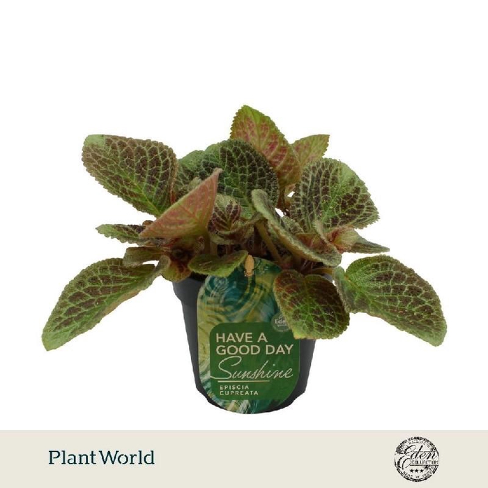 <h4>Episcia Overig Shimmer</h4>