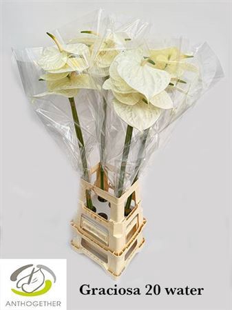 <h4>Anthurium (Andreanum Grp) Graciosa</h4>