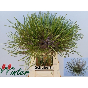 ALLIUM SCHUBERTII