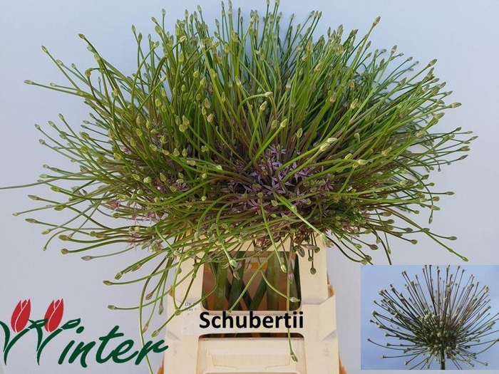 <h4>ALLIUM SCHUBERTII</h4>