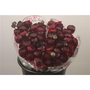 Ran.. Su Nerone Extra