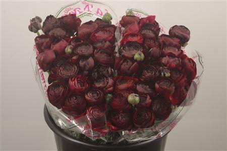 Ran.. Su Nerone Extra