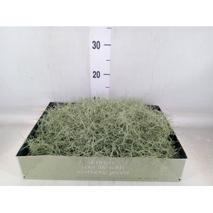 Tillandsia usneoides