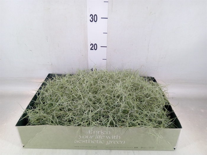 <h4>Tillandsia usneoides</h4>
