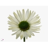 Echi Virgin White