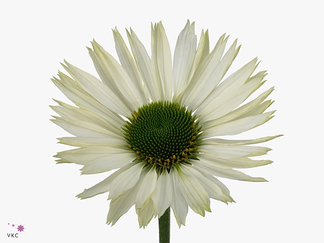 Echi Virgin White