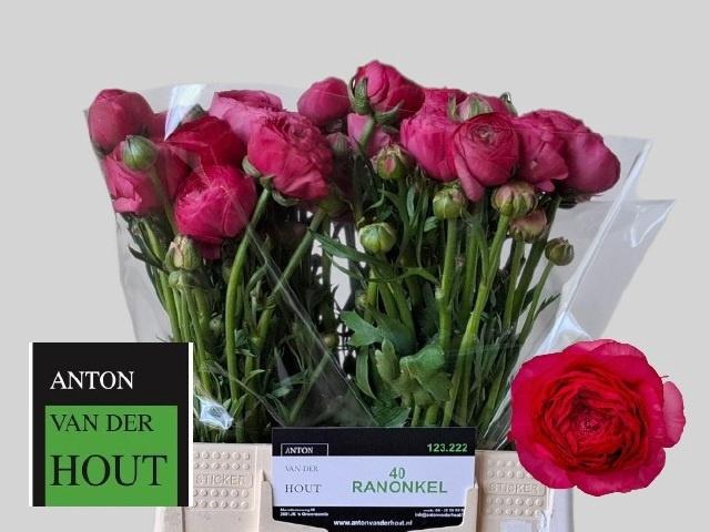 <h4>RAN AAZUR DEEP ROSE</h4>