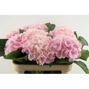 Hydr M Verena Pink 80-23