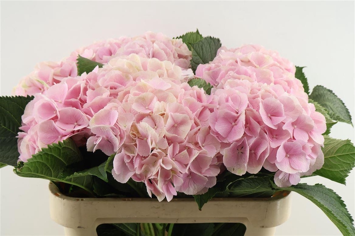 <h4>Hydr M Verena Pink 80-23</h4>