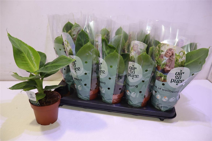 <h4>arr8 Musa Tropicana</h4>