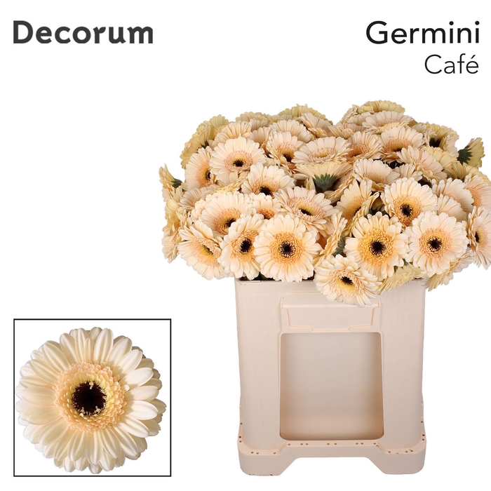 <h4>Germini Cafe Water</h4>