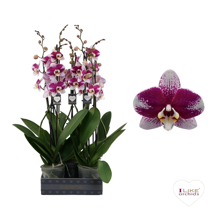 <h4>Phalaenopsis Barcelona - 2 tak 80cm</h4>
