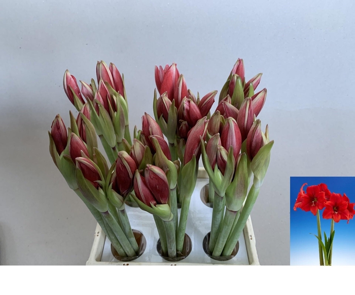 <h4>HIPP GA RED TIGER</h4>