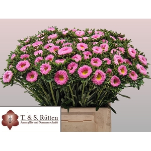 Callis Mats Pink