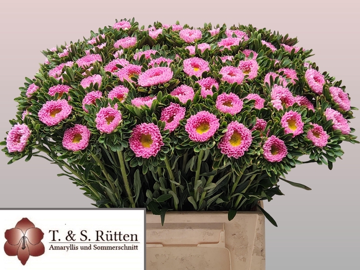 <h4>Callis Mats Pink</h4>