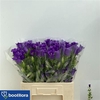 Campanula Cham Blue