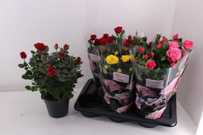 <h4>RO PALACE GEM 3 SRT</h4>