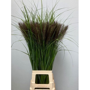 PENNISETUM ALOPECUROIDES 'REDHEAD'