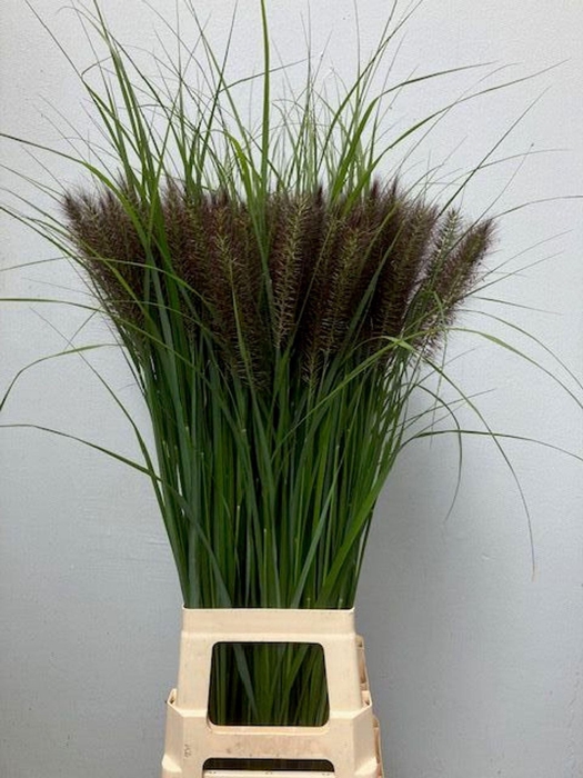 <h4>PENNISETUM ALOPECUROIDES 'REDHEAD'</h4>