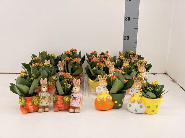 <h4>ARR KAMERPL</h4>