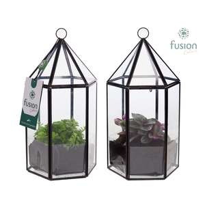 Lantaarn Geometrisch met Groene planten