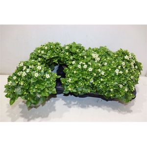 Exacum White Star