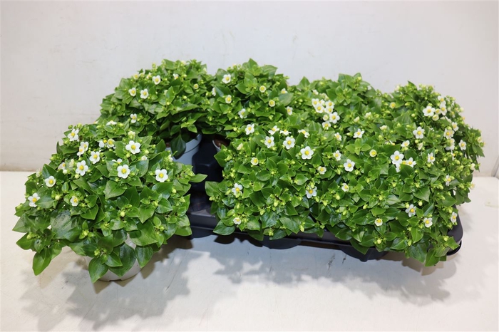 <h4>Exacum White Star</h4>