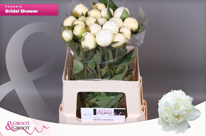 <h4>Paeonia Bridal Shower | Heavy Quality</h4>