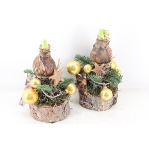 arr4 Amaryllis MB -  Ama. bol op voet Gold