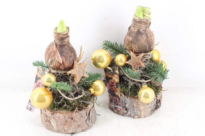 <h4>arr4 Amaryllis MB -  Ama. bol op voet Gold</h4>