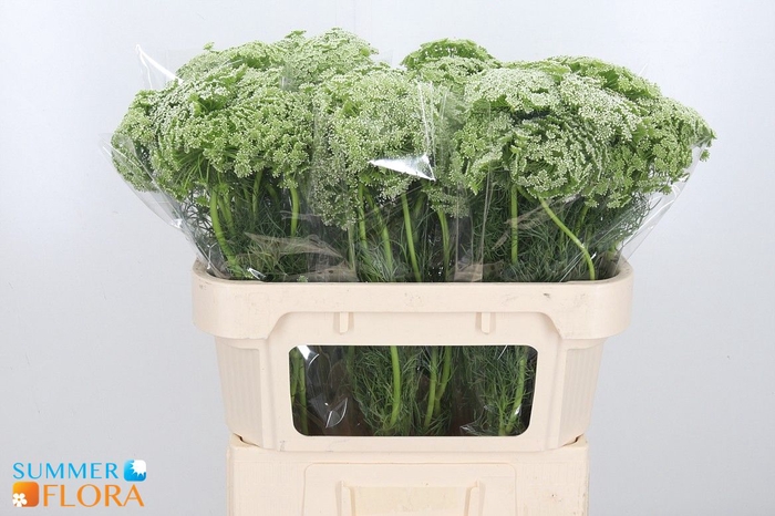 <h4>AMMI VISNAGA</h4>