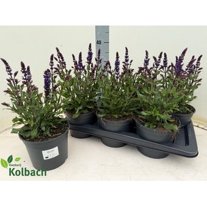 SALVIA NE MIDNIGH PU