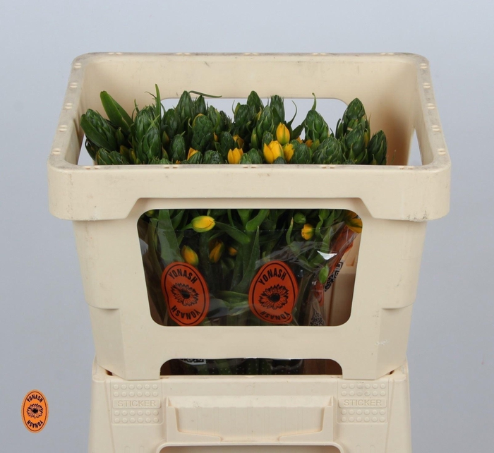 <h4>ORNIT DUBIUM YELLOW ASA</h4>