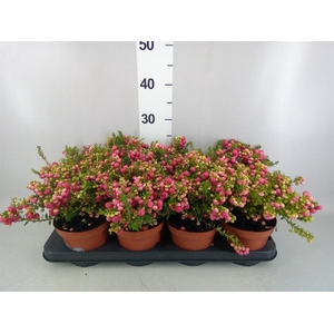 Gaultheria   ...red berry