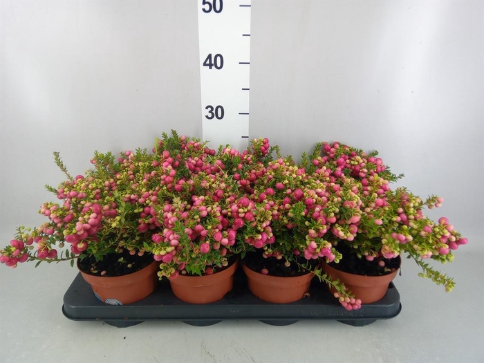<h4>Gaultheria   ...red berry</h4>