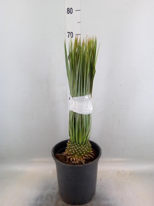 <h4>Yucca rostrata</h4>