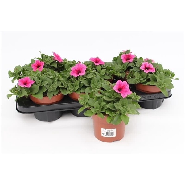 <h4>Petunia Pink</h4>